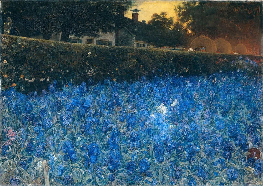 Behind a hedge, a field of bright blue bluebonnets