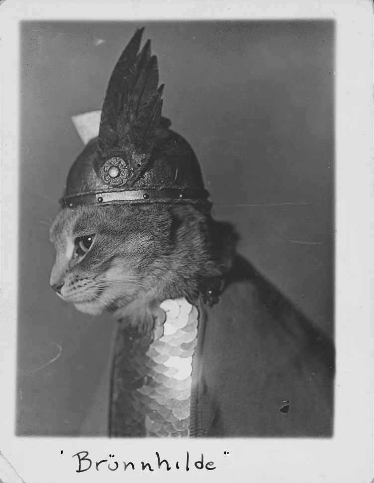Photograph shows side view of a cat wearing a winged helmet and breastplate armor in the role of the valkyrie Brünnhilde from the opera Der Ring des Niebelungen.