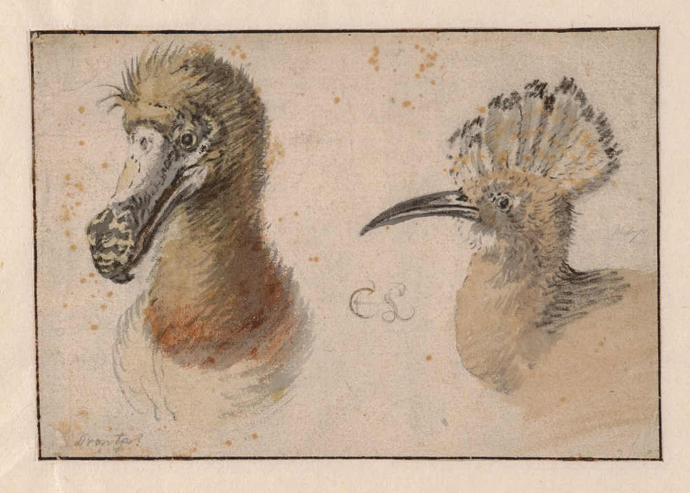 The heads of a dodo and a hoopoe