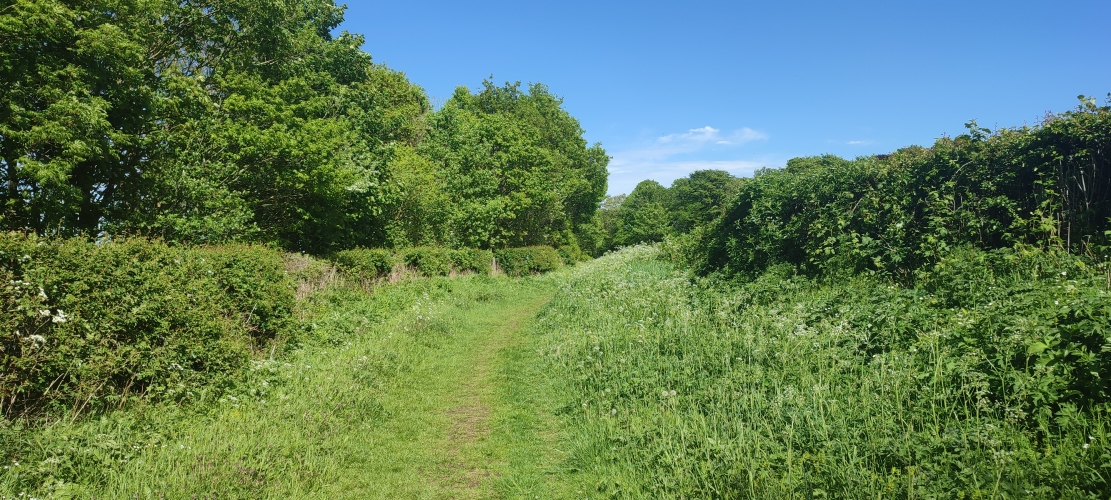 A grassy path surrounded by bright green bushes and trees and a clear cerulean sky.