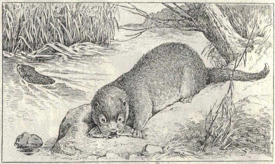 An old etching of a European otter