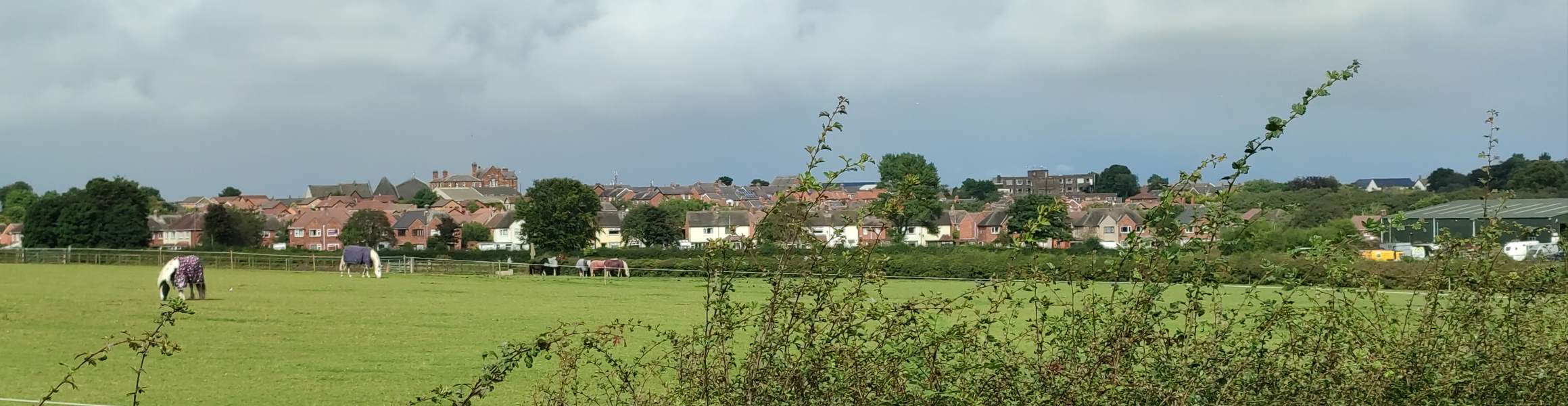 Suburban buildings rise from above a farm full of horses, including a pub and a block of flats.