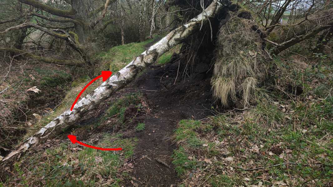 A dirt path reroutes itself around a fallen birch tree under a canopy.
