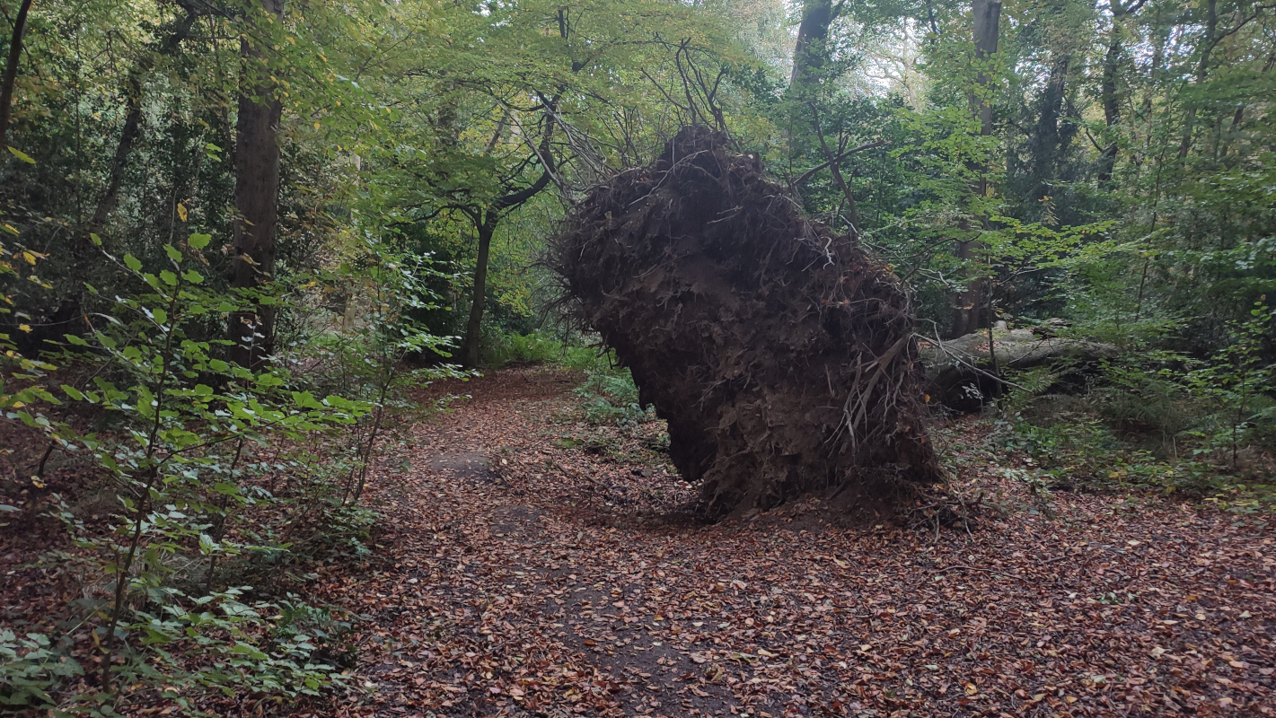 A tree which has fallen onto the autumn forest floor, taking not only the trunk but the roots with it, still covered in dirt