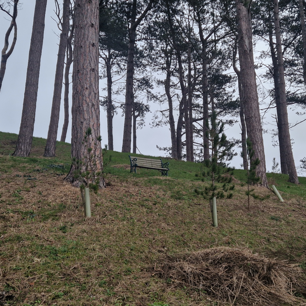 A lonely bench on a piny hill