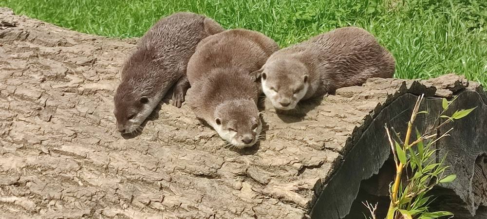 Three Asian small-clawed otters resting on a log