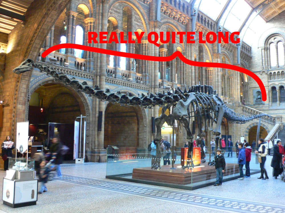 Diplodocus skeleton captioned "REALLY QUITE LONG"