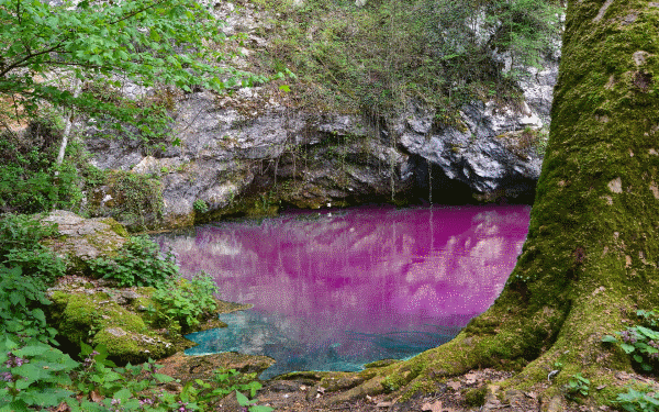 A pond whose waters are coloured blue and pink.